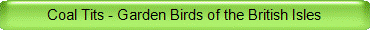 Coal Tits - Garden Birds of the British Isles